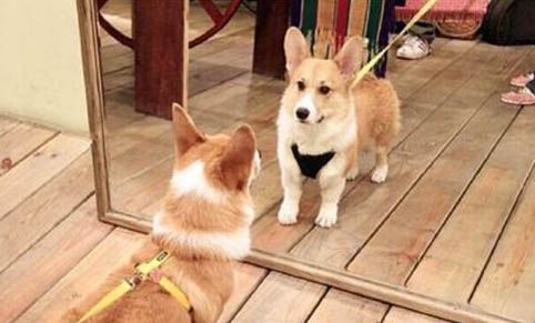 狗狗吃什么能增强免疫力？