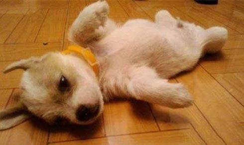 狗狗吃什么能增强免疫力？