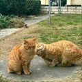 https://p0.meituan.net/userheadpicbackend/8a790c440a11ec73c6ce6c0c16050fc1634365.jpg%40120w_120h_1e_1c_1l%7Cwatermark%3D0