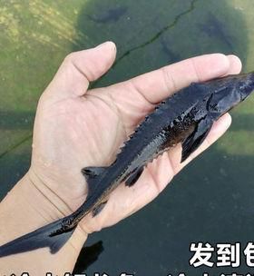 清道夫养殖全攻略（宠物的健康福利需从清道夫饲养开始）