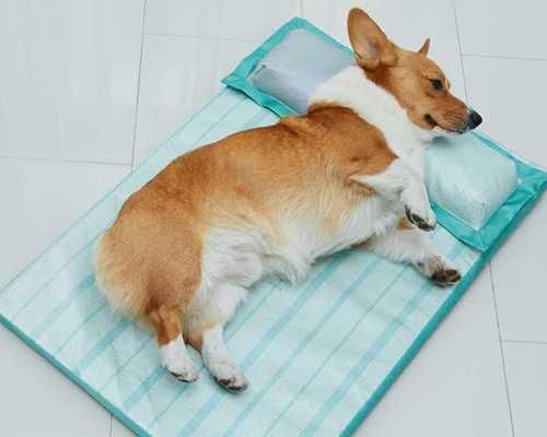 狗狗失眠怎么办？——药物安眠指南