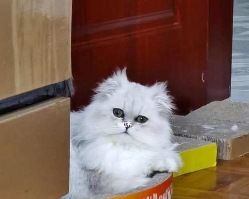 一月大的猫咪能否食用鸡肉（探讨宠物饮食的正确与安全/猫咪的健康食谱）