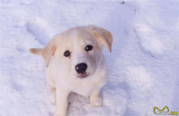 除了犬粮，应当给狗吃什么好？这几种健康食物其实很常见！