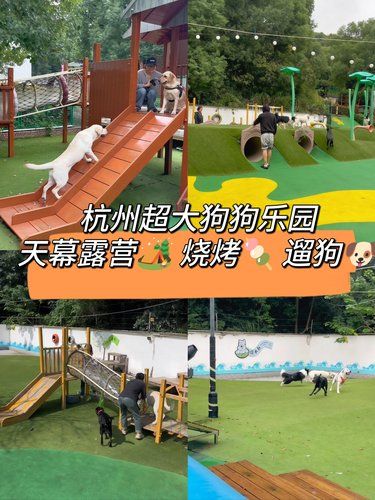 杭州｜必打卡！放飞狗生超大宠物乐园