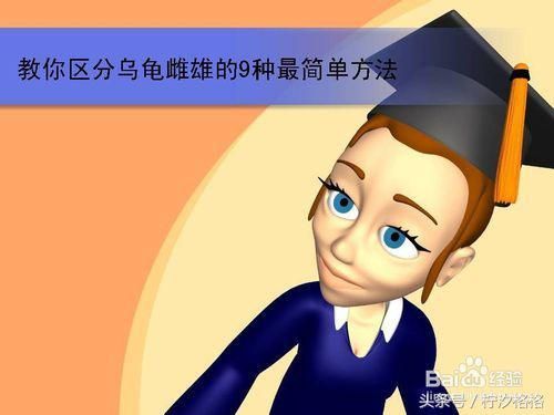 教你区分乌龟雌雄的9种最简单方法—有图有真相