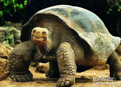 教你区分乌龟雌雄的9种最简单方法—有图有真相