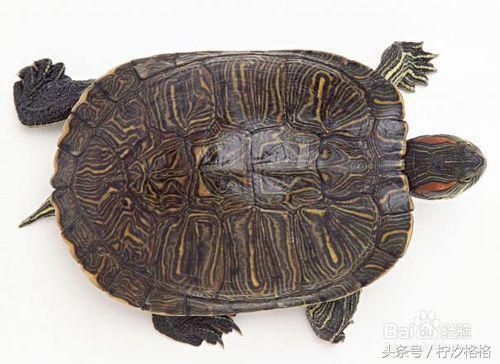 教你区分乌龟雌雄的9种最简单方法—有图有真相