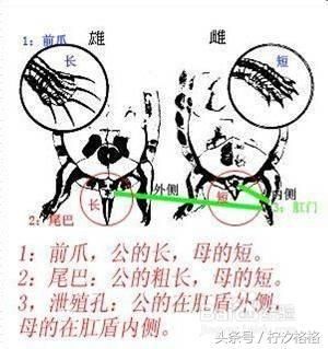 教你区分乌龟雌雄的9种最简单方法—有图有真相