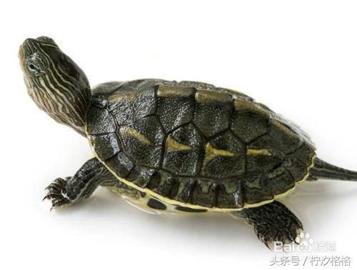 教你区分乌龟雌雄的9种最简单方法—有图有真相