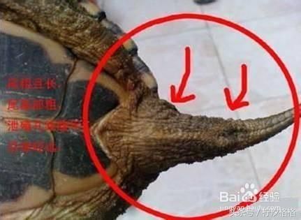 教你区分乌龟雌雄的9种最简单方法—有图有真相