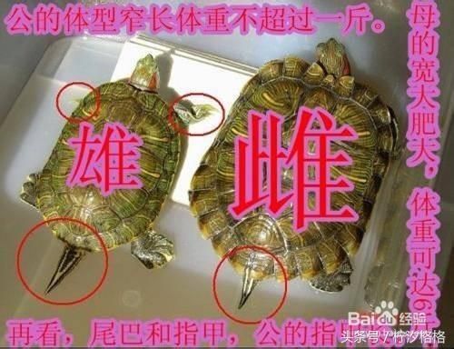 教你区分乌龟雌雄的9种最简单方法—有图有真相