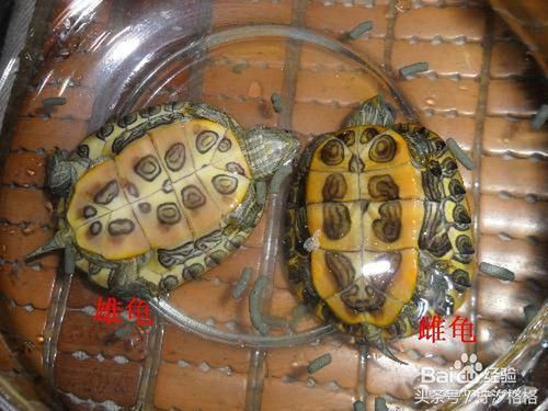 教你区分乌龟雌雄的9种最简单方法—有图有真相