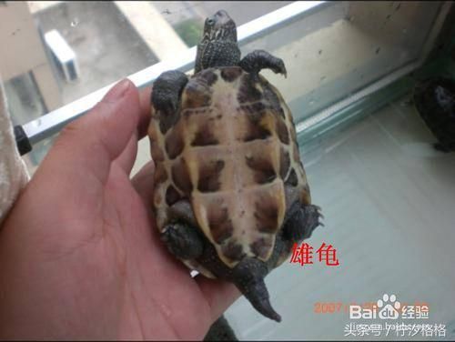 教你区分乌龟雌雄的9种最简单方法—有图有真相