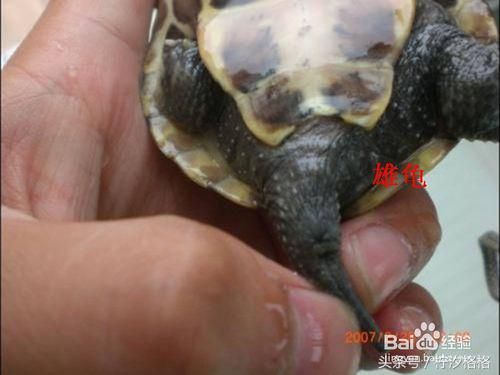 教你区分乌龟雌雄的9种最简单方法—有图有真相