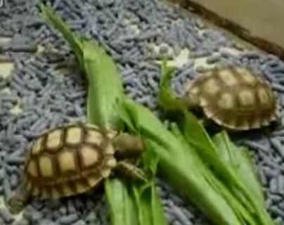 搜狗问问
