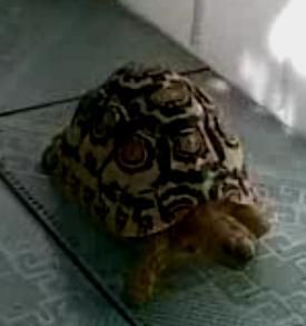 搜狗问问