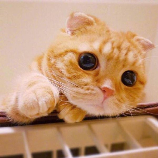 猫咪头像 可爱头像 小奶猫头像 萌宠头像