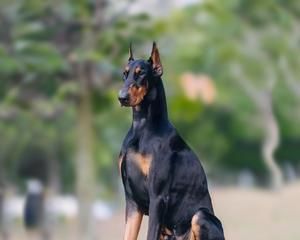 美系杜宾犬与德系杜宾犬的区别（从性格、外观、训练等方面进行比较）