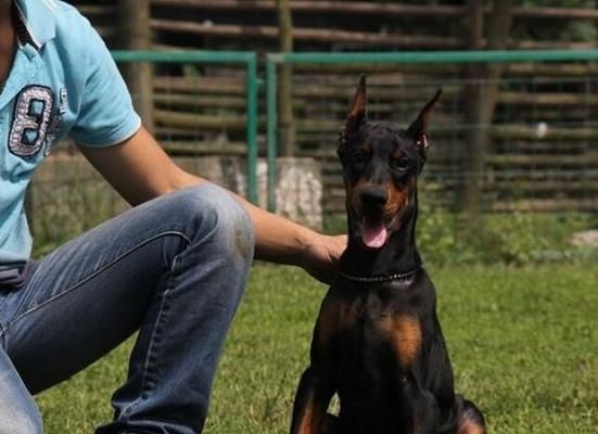 美系杜宾犬与德系杜宾犬的区别（从性格、外观、训练等方面进行比较）