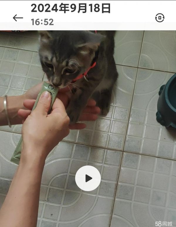 宝鸡宠物赠送/领养·宝鸡市免费送养小猫，蓝狸，已打两针疫苗！！！
