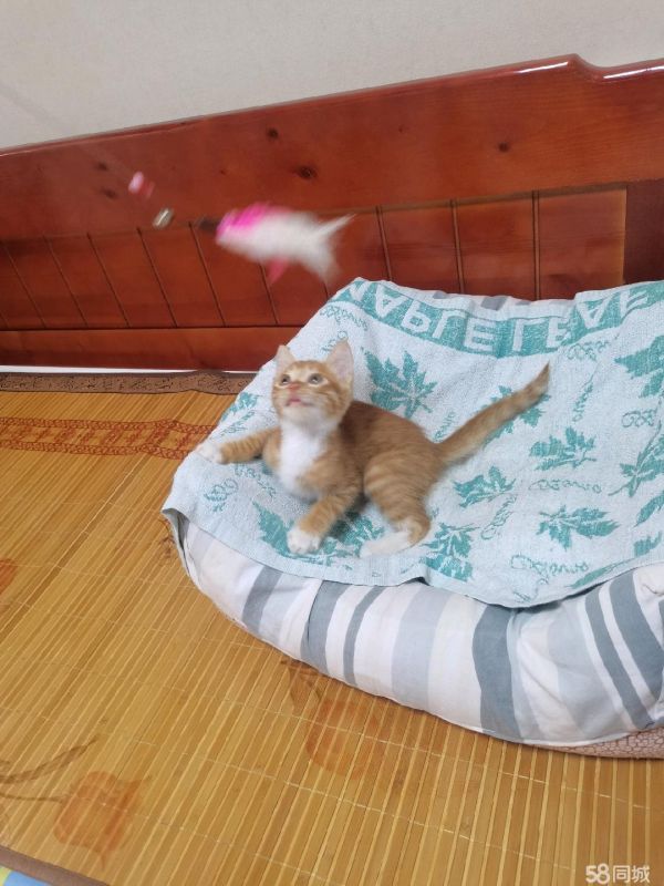 宝鸡宠物赠送/领养·免费赠送刚2个月小奶猫，会用猫砂盆大小便，身体健康，喜欢亲近人，乖巧可