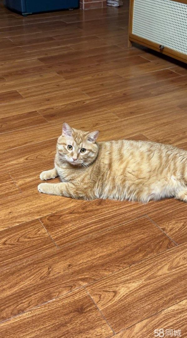 宝鸡宠物赠送/领养·猫猫领养