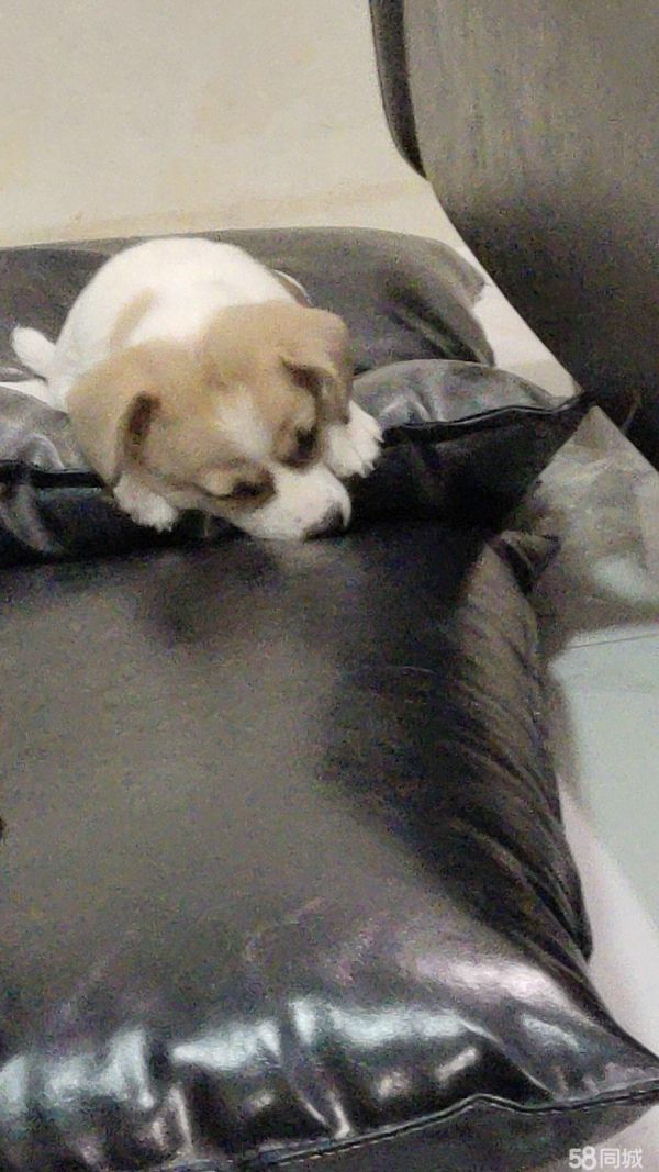 宝鸡宠物赠送/领养·两三个月大小的小狗免费送养