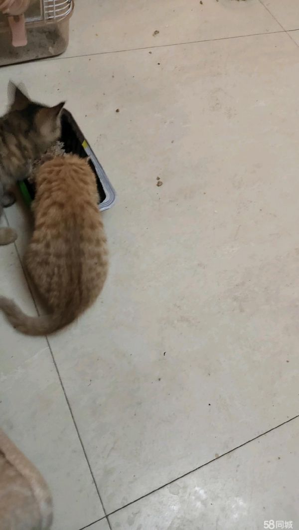 宝鸡宠物赠送/领养·两个月大的小猫，非常可爱，喜欢小猫猫的爱猫人士，免费领养小猫猫，给猫猫
