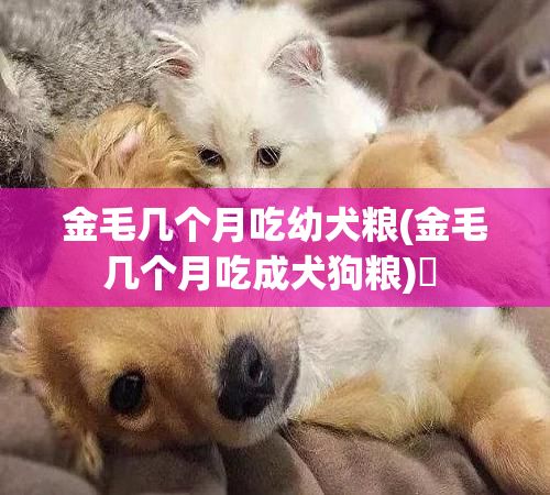 金毛几个月吃幼犬粮(金毛几个月吃成犬狗粮)✅ 