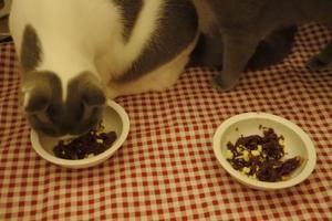 自制猫狗生日蛋糕的做法 步骤7