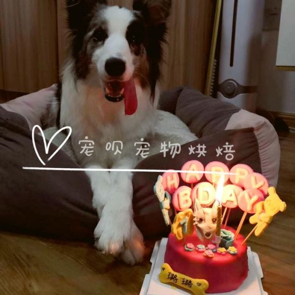 宠呗宠物蛋糕：给爱宠一个与众不同的生日