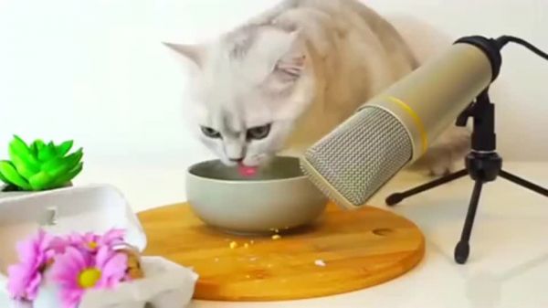 鸡蛋蛋白的分子量比较大，有些猫可能会不耐受，但猫可以吃蛋黄吗