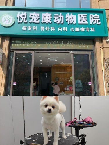 带着毛孩子体检的一天