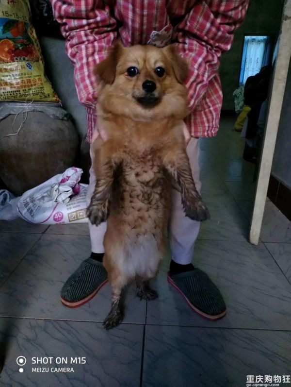【宠物丑脸日】狗子成长记