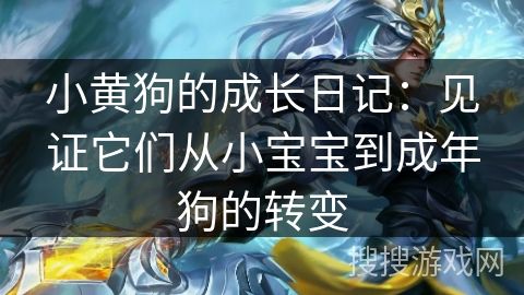 小黄狗的成长日记：见证它们从小宝宝到成年狗的转变