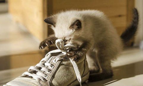 哪个牌子的猫咪既温顺又不掉毛