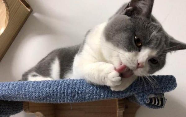 哪个牌子的猫咪既温顺又不掉毛