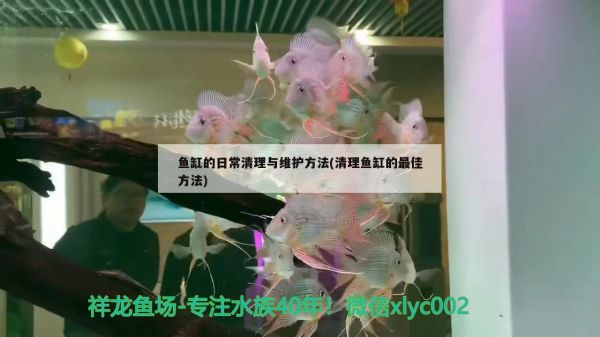 鱼缸的日常清理与维护方法(清理鱼缸的最佳方法) 红白锦鲤鱼