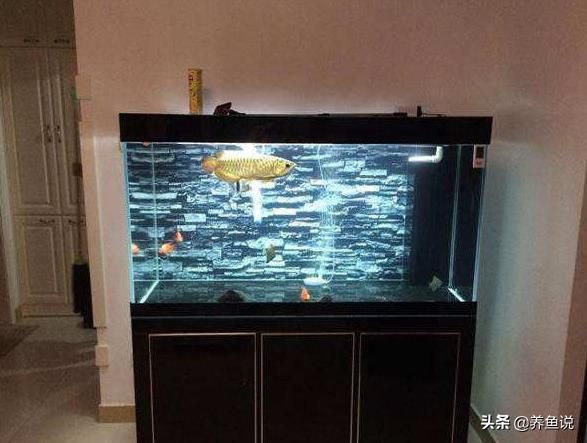 打造空气鱼缸三步走，水清鱼靓的鱼缸是这样玩出来的