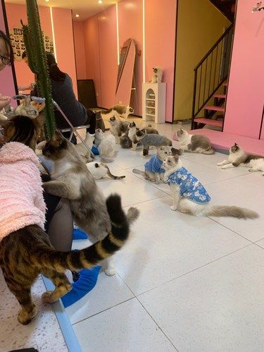 猫咪暴击 最近5年积攒的撸猫值都在今天刷爆了！