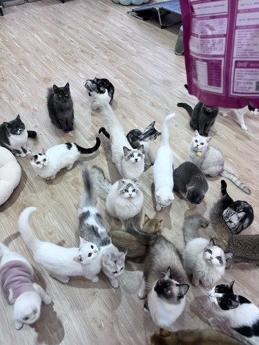 哇 来这家猫咖感受被哈基米围绕的快乐吧！