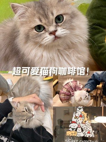 长沙超可爱的猫狗咖啡馆！！