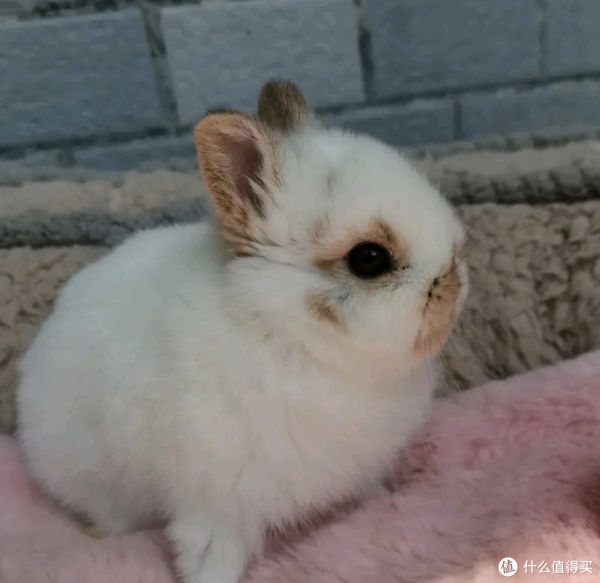 小孩一直想养小白兔，家里适合养吗？