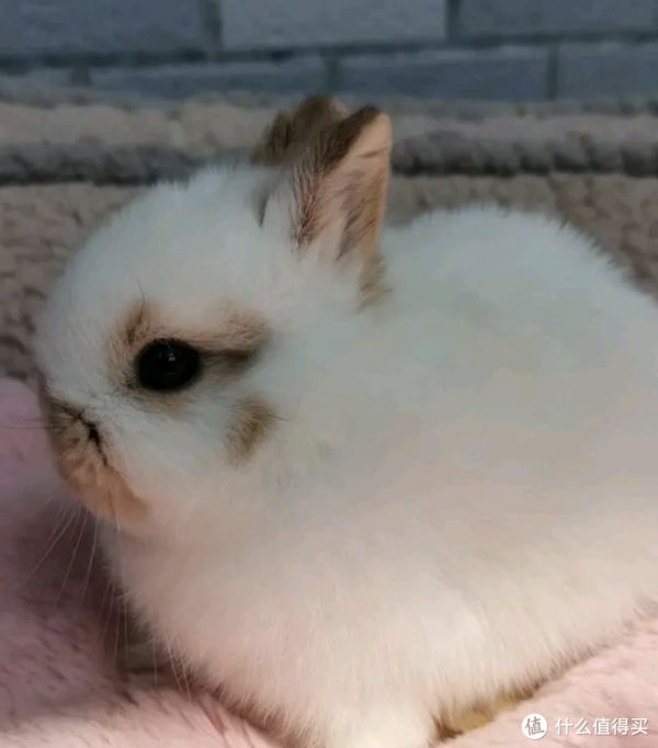 小孩一直想养小白兔，家里适合养吗？