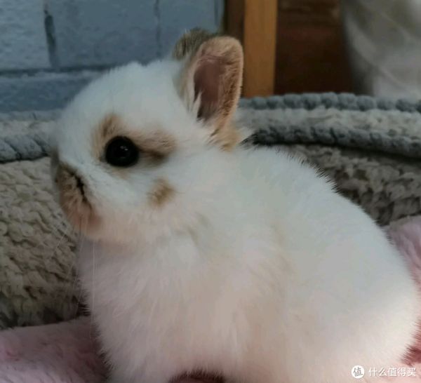 小孩一直想养小白兔，家里适合养吗？