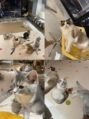 大数据判断我钱难赚压力大需要撸猫猫