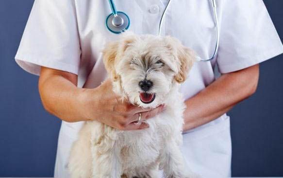 治疗犬瘟热的特效药