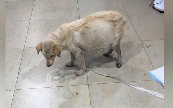 治疗犬瘟热的特效药