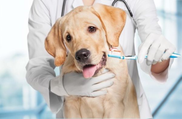 狗狗舌头口腔溃疡怎么办