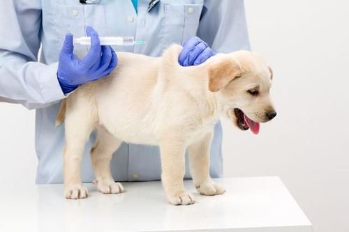 狗狗舌头口腔溃疡怎么办